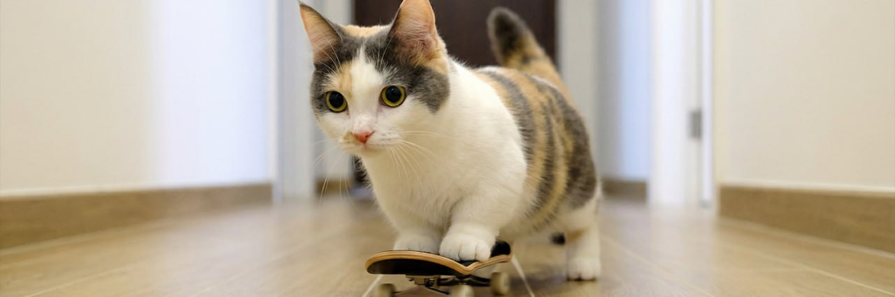 Munchkin cat in a neon city at night
